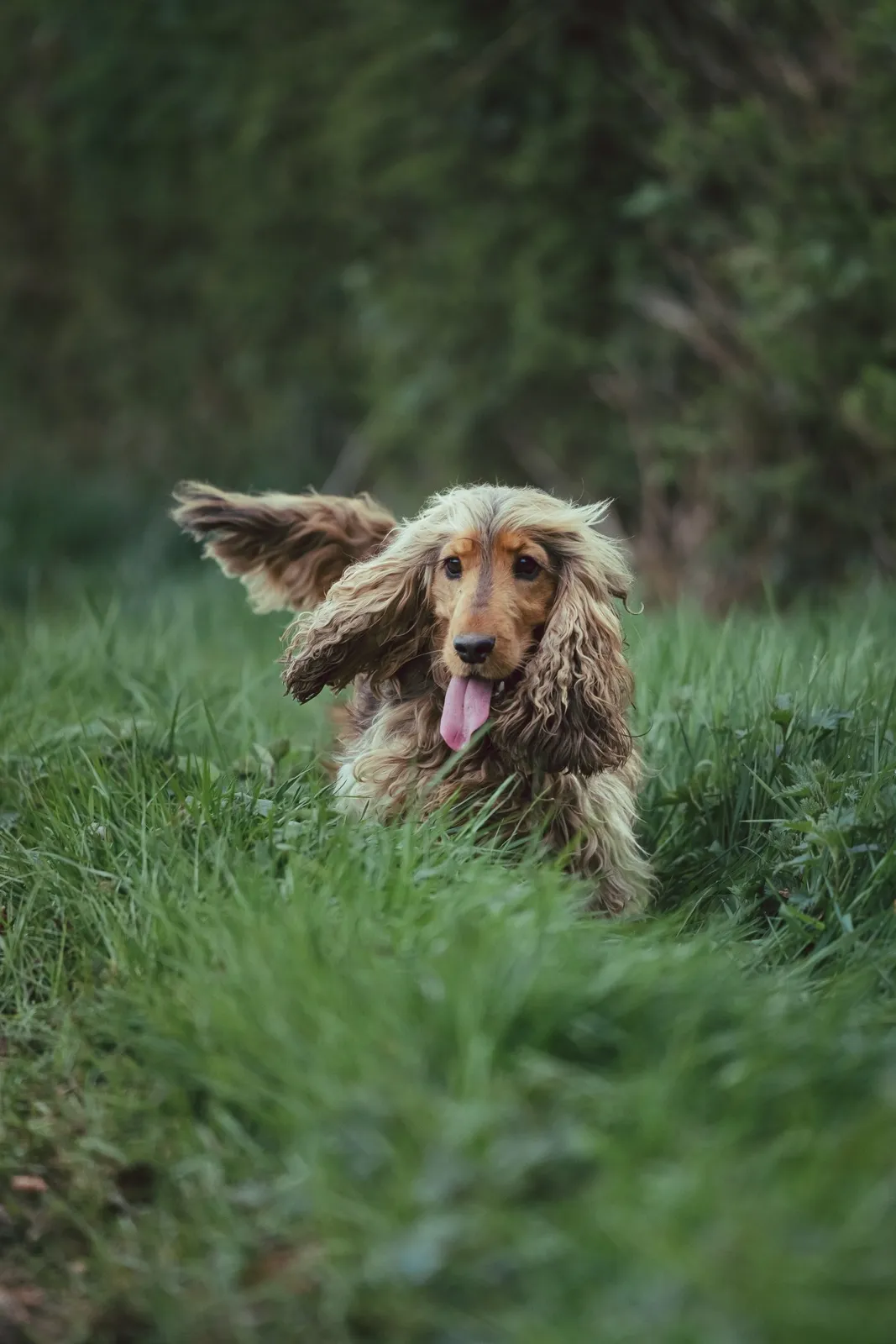 Photographe de chiens, photo de David Bioux, photographe Hauts-de-France