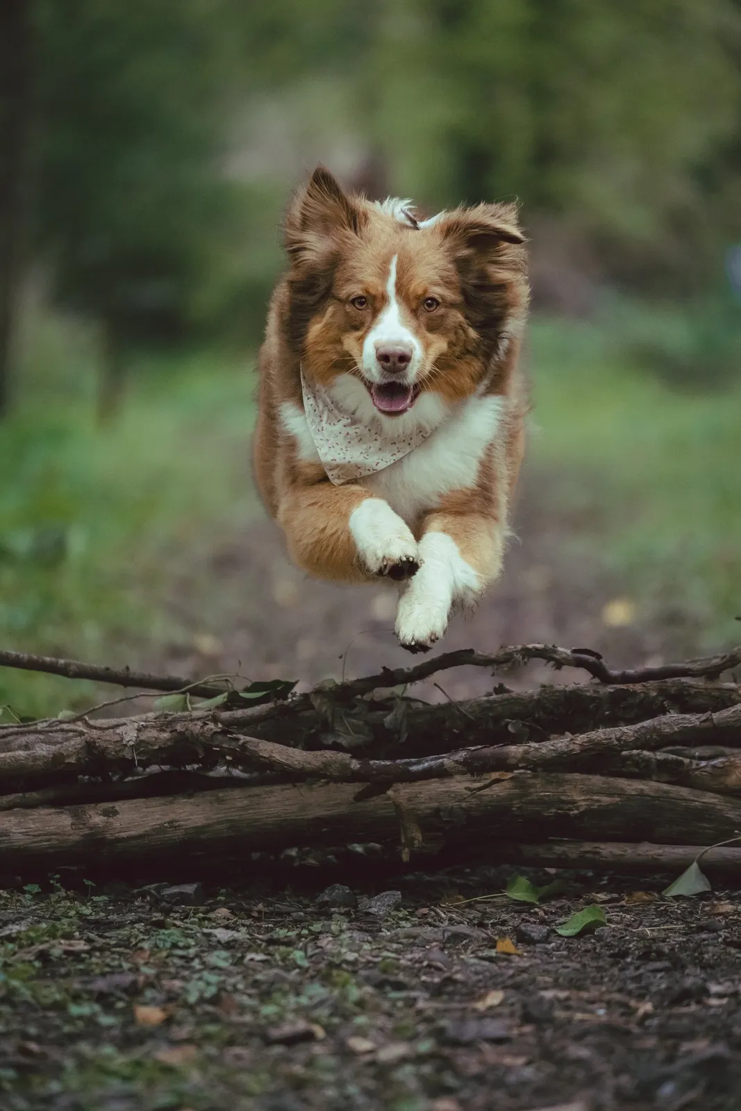 Photographe de chiens, photo de David Bioux, photographe Hauts-de-France